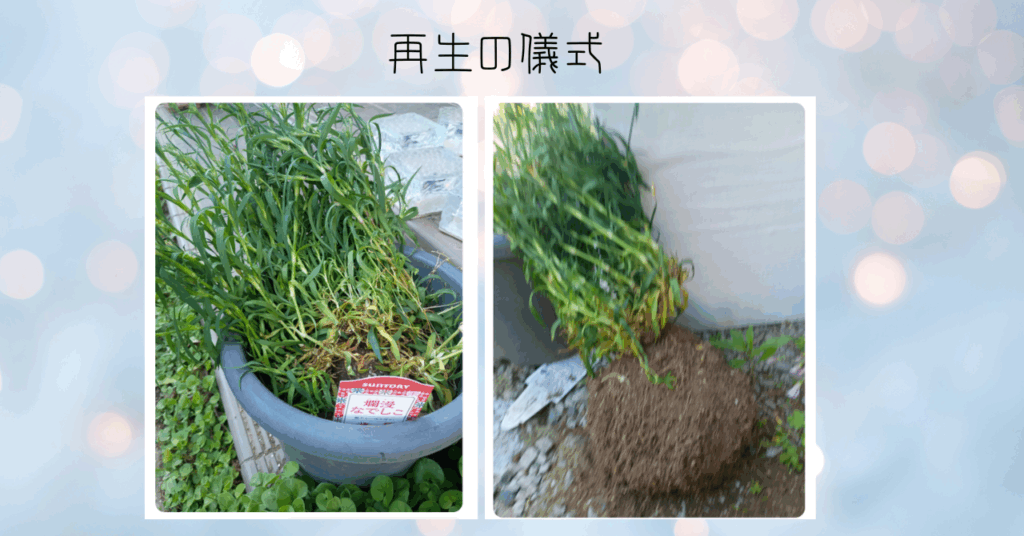 なでしこの植え替え