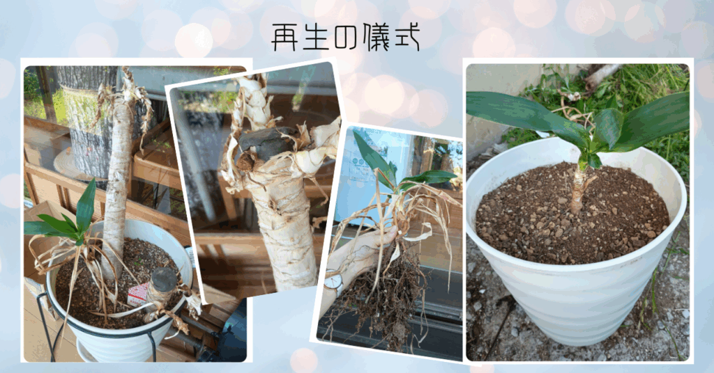 ユッカの植え替え