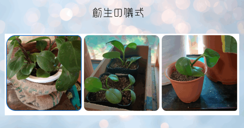 ペペロミアの株分け