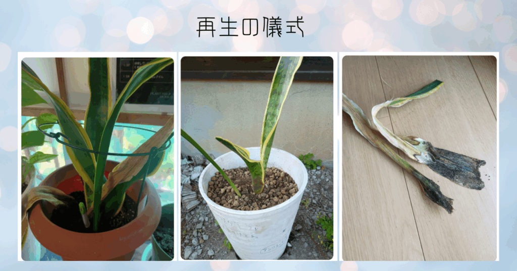サンスベリアの植え替え